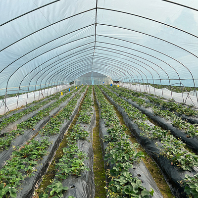 Sebze Yetiştiriciliği Tek Açıklıklı Sera Tarımı Fideler İçin Yüksek Tünel